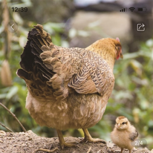 认养农业走红！互联网+农业“种出”现实版开心农场