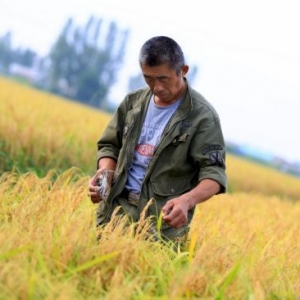 啥是“认养农业”，你真的懂吗？