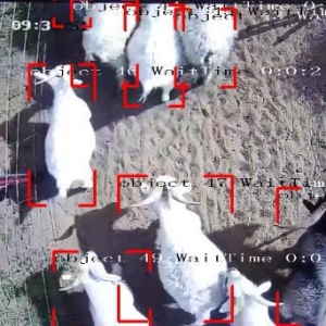 安菲数字化AI养殖解决方案