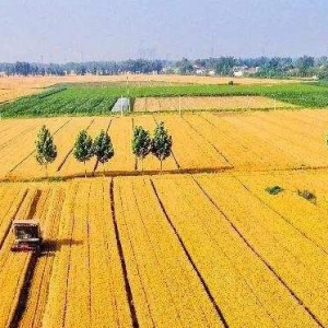 “饭碗主要装中国粮”（总书记牵挂的粮食安全）