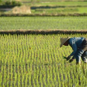 一号文件连续19年聚焦三农 粮食安全备受重视